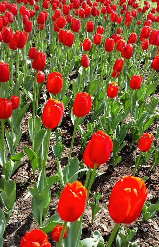 Алые тюльпаны