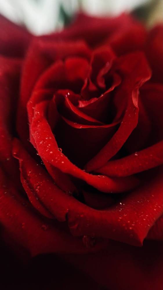 Photograph by Светлана Родионова