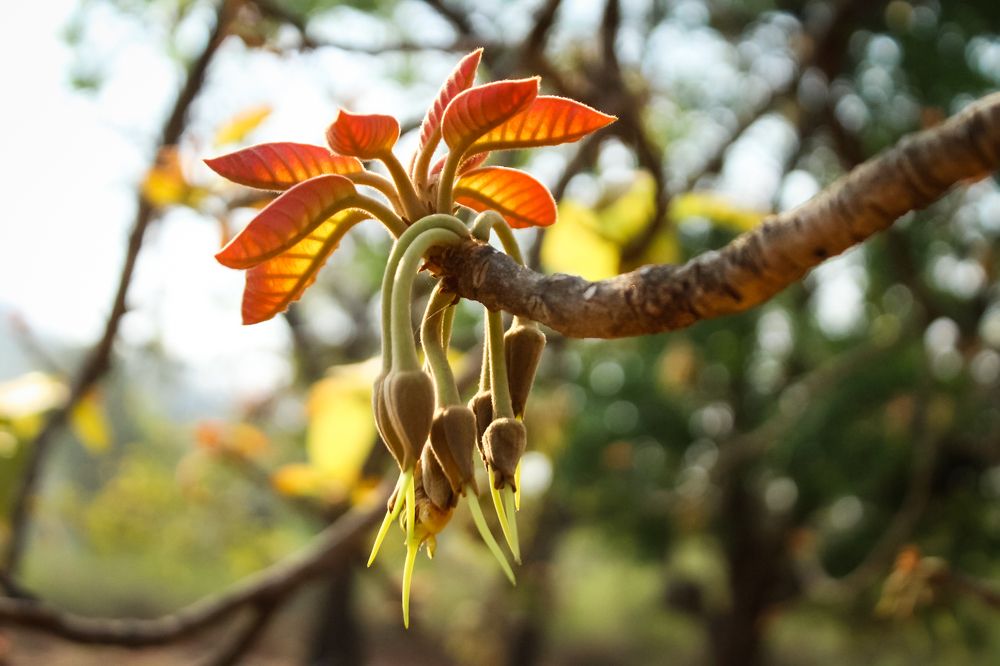 Photograph by Mukesh Kumar Mahato