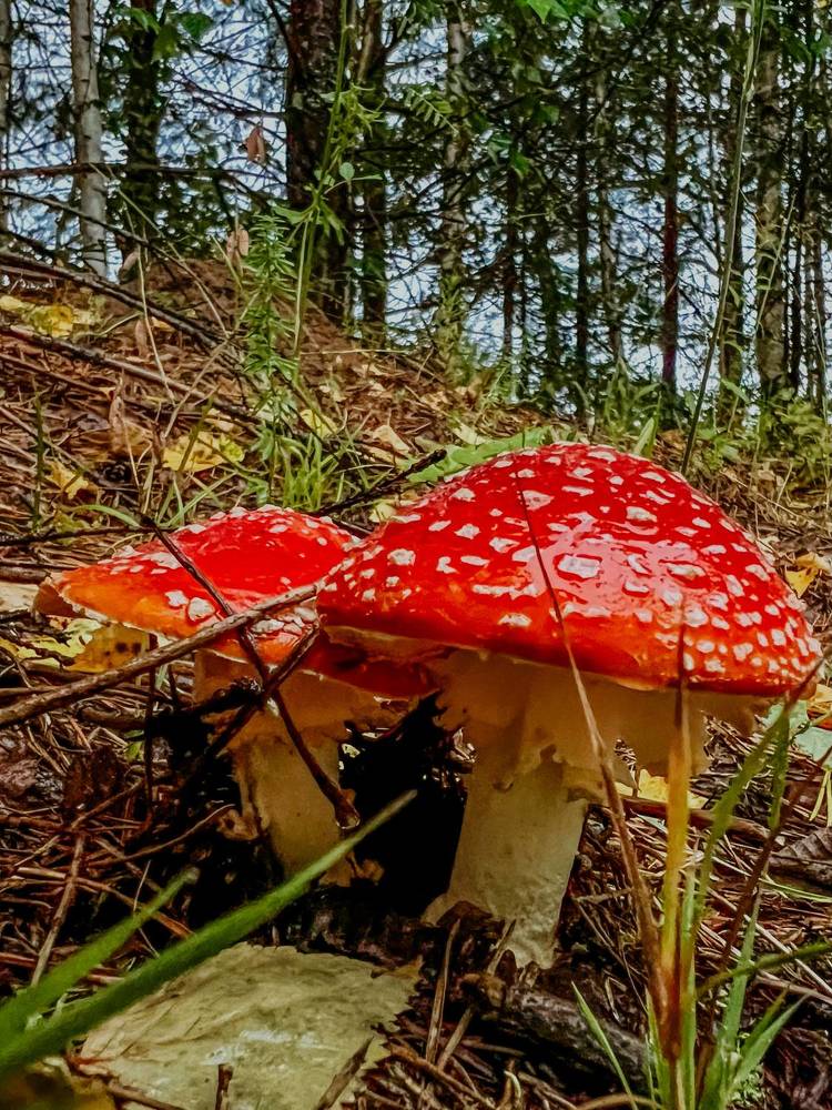 Photograph by Татьяна Михайловна