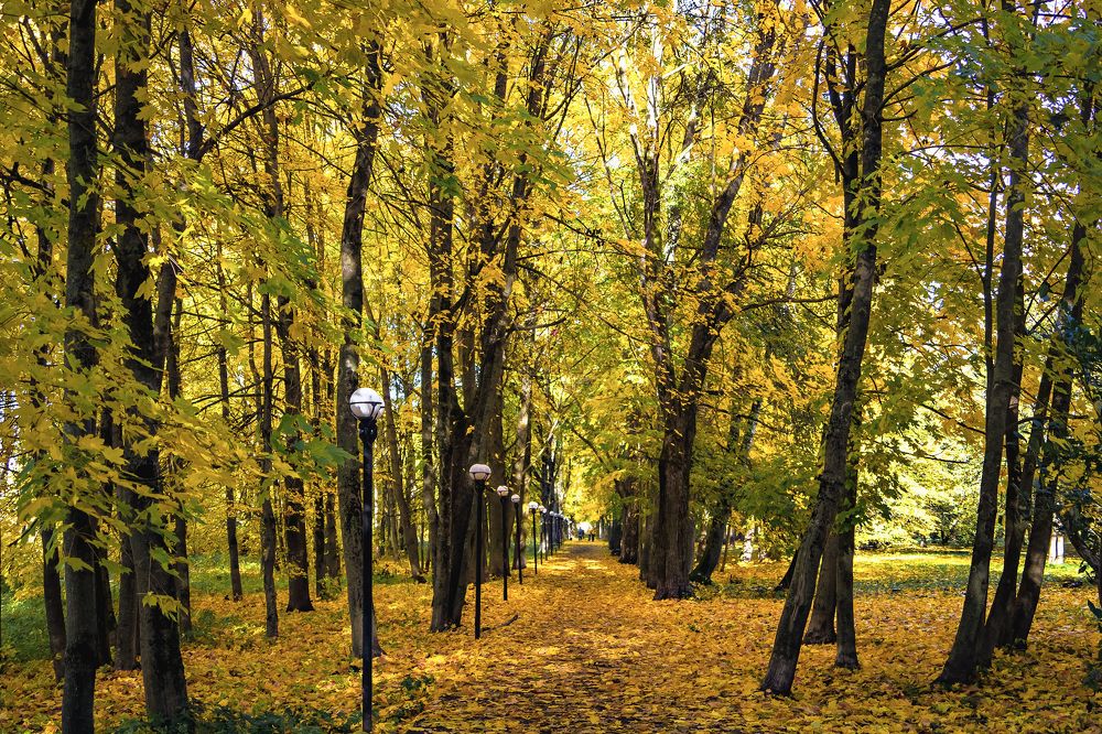 Фотография автора Светлана Разумовская