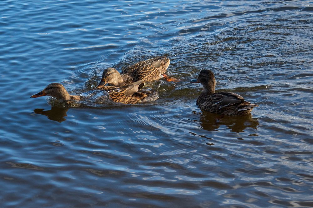 Photograph by Ксения Малютина