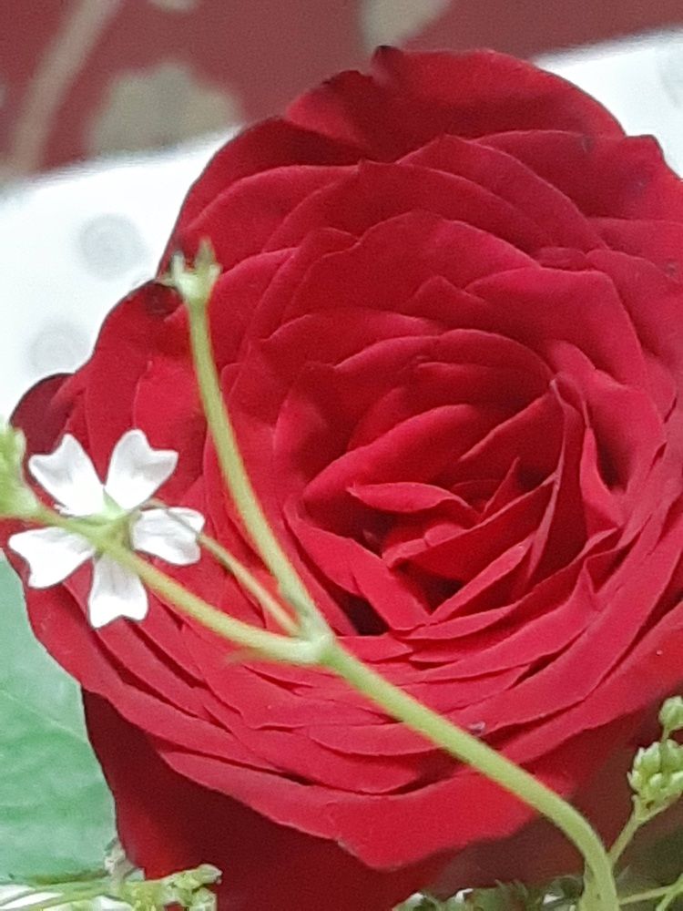 Photograph by Neel Bonna