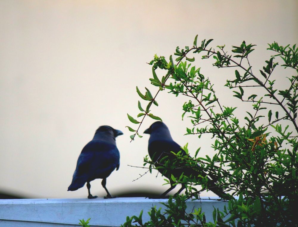 Photograph by Mostafa Shahriar