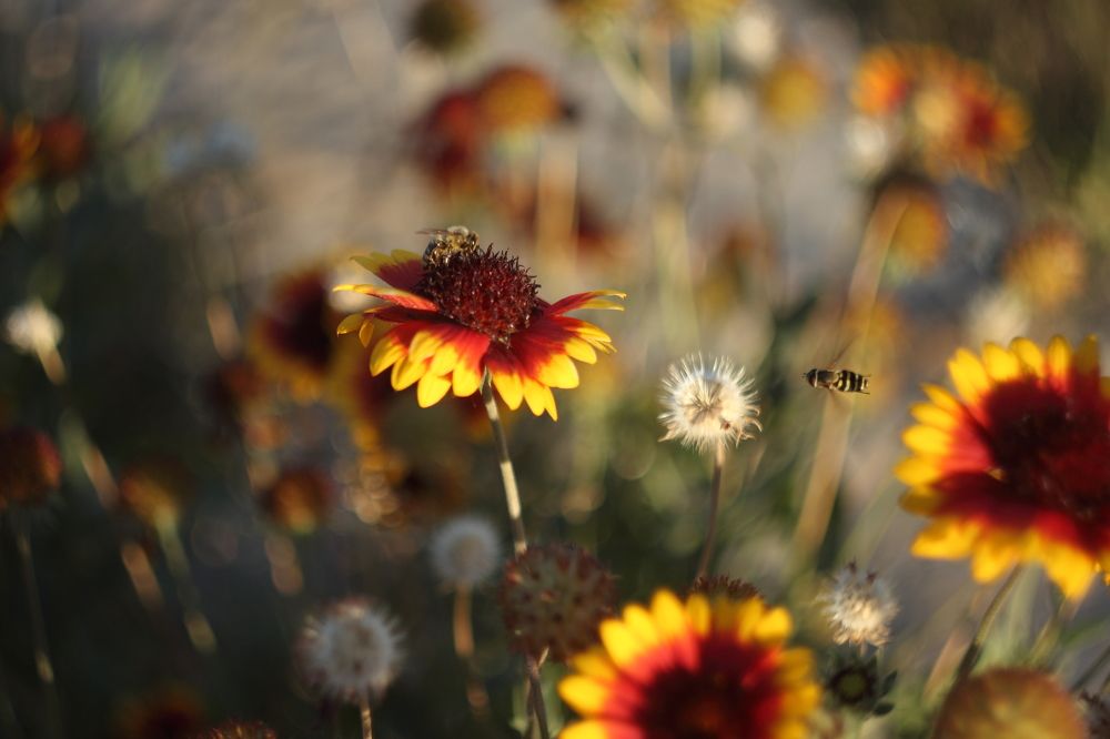 На красный цвет и пчёлка летит