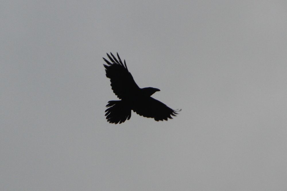 Фотография автора Анастасия Зверева