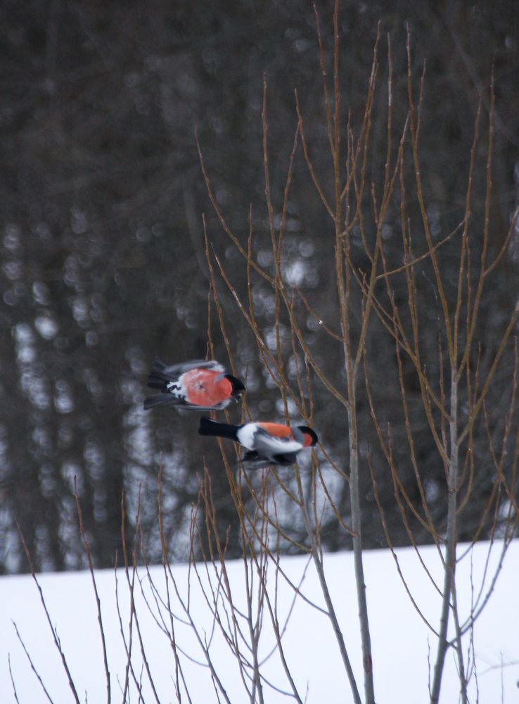 Photograph by Юлия Журавлёва