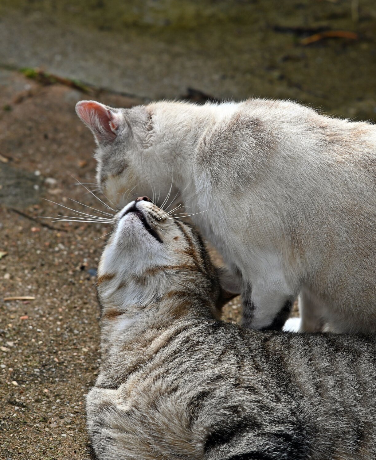 Photo #11181101