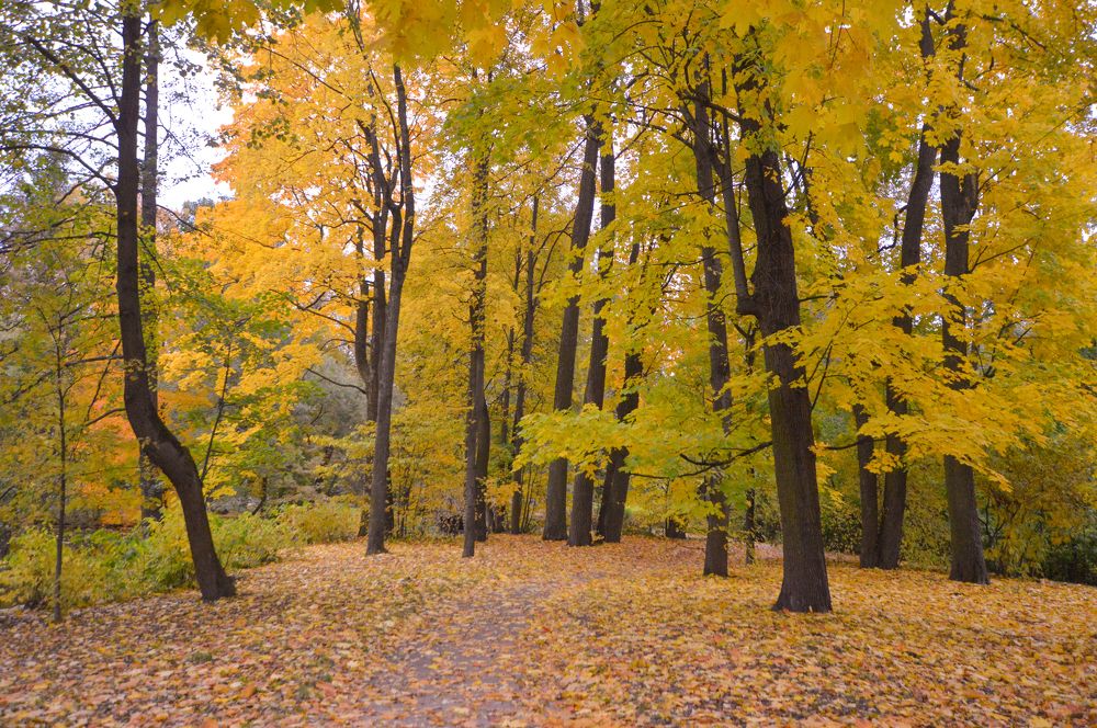 Золотая осень.