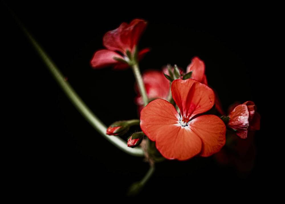 Photograph by Викулов Сергей