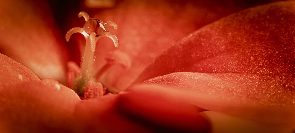 Photograph by Викулов Сергей