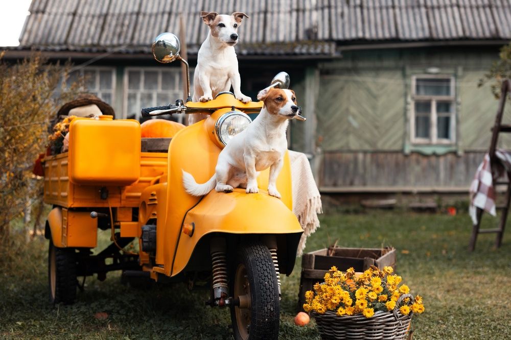 Мы едем, едем, едем.....