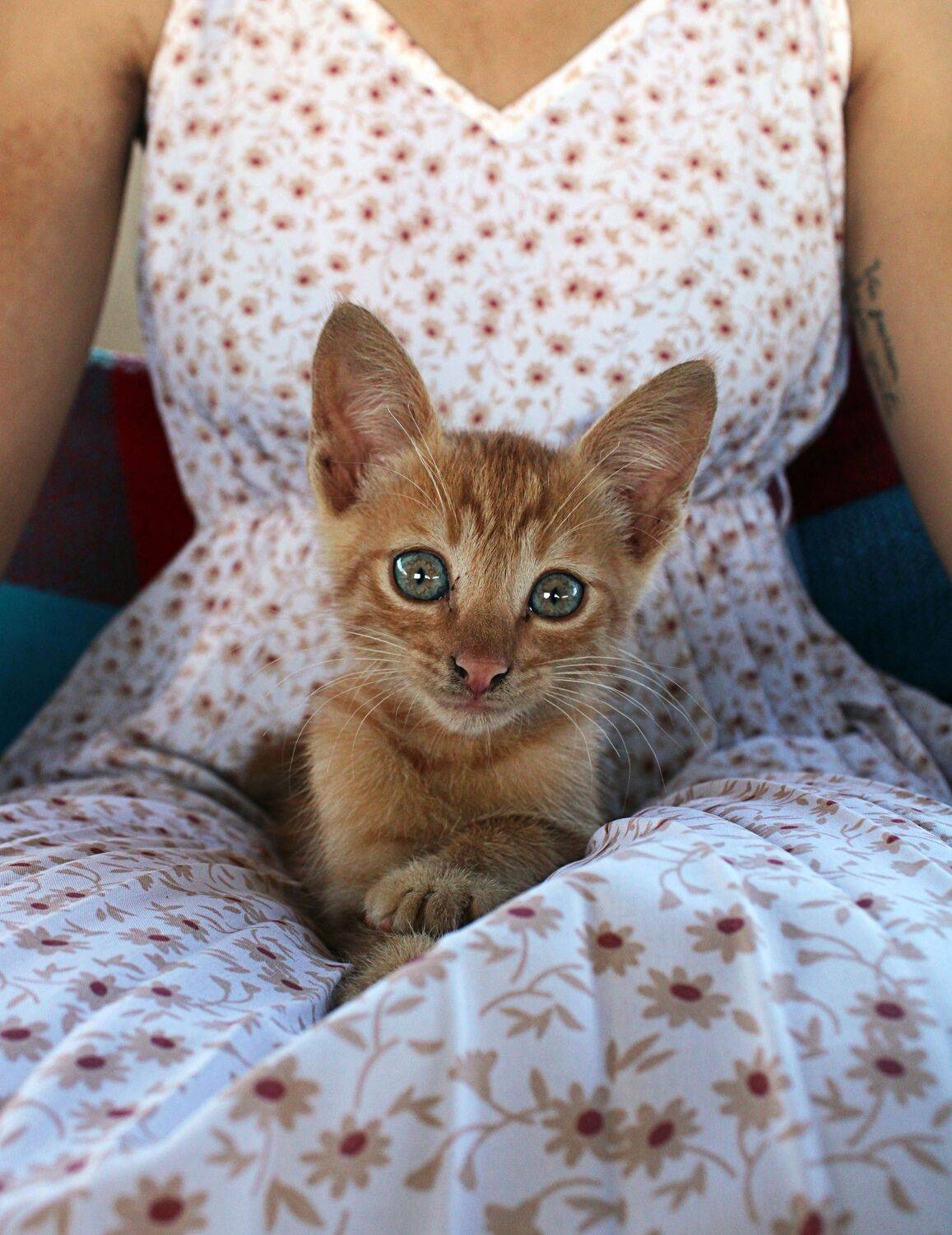 Gatinho posando para retrato