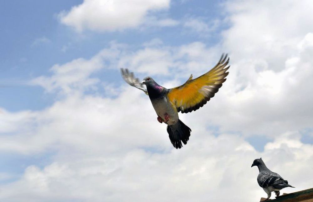 Photograph by الساعدي غيث