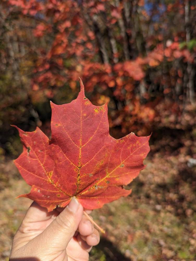 Photograph by Shaila Mahbub