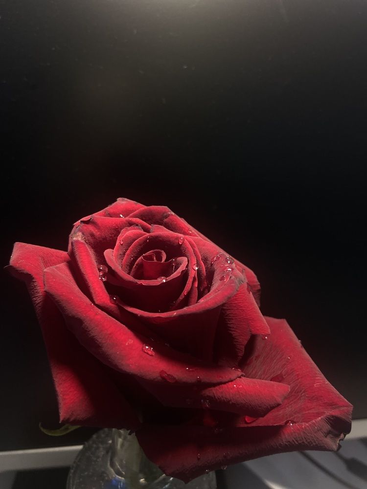 Photograph by Елена Мусина