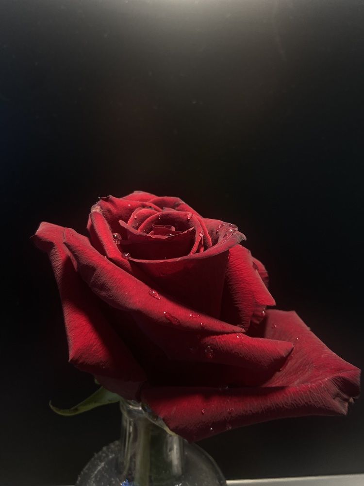 Photograph by Елена Мусина