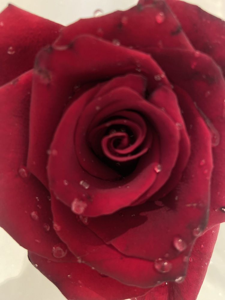 Photograph by Елена Мусина