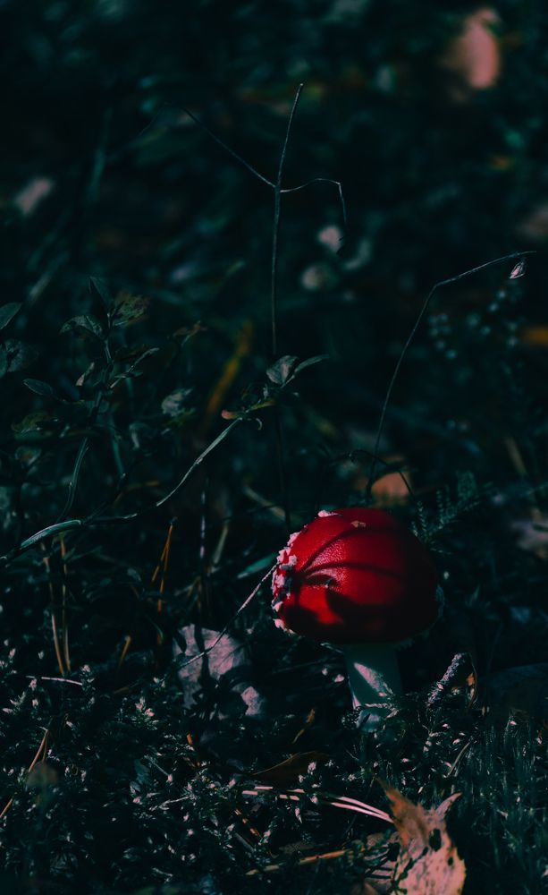 Photograph by Герман Крупенин