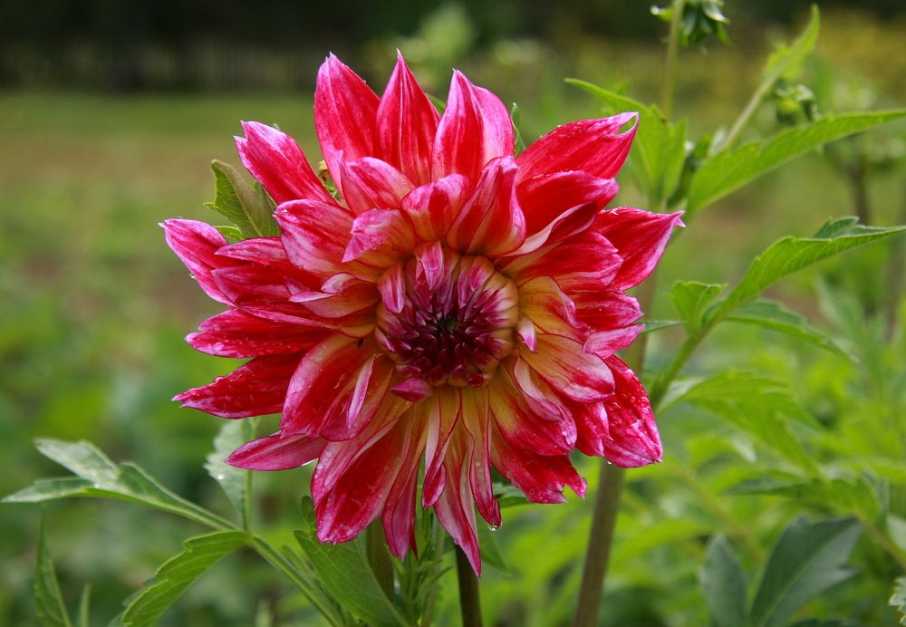 Фотография автора Nelya  Lysenko