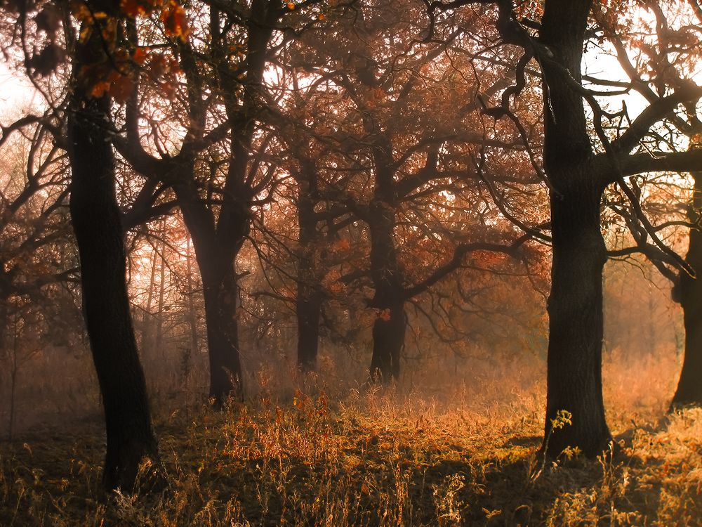 Photograph by Виктор Карпухин