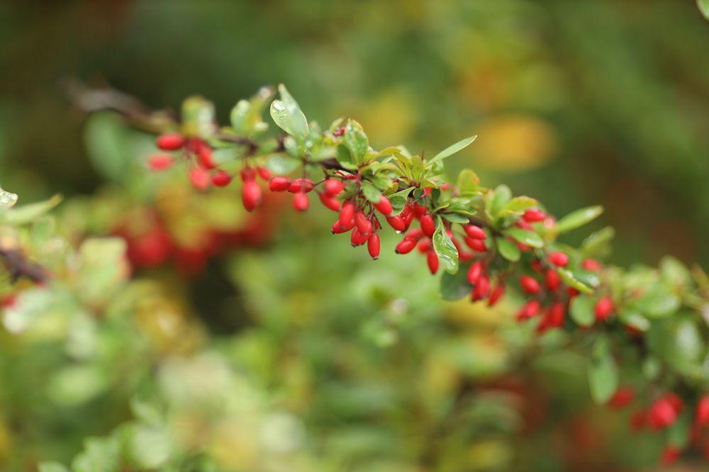 Фотография автора Станислава Гордеева