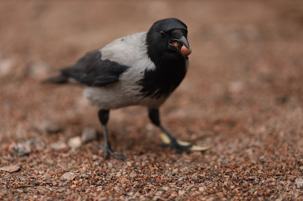 Фотография автора Станислава Гордеева