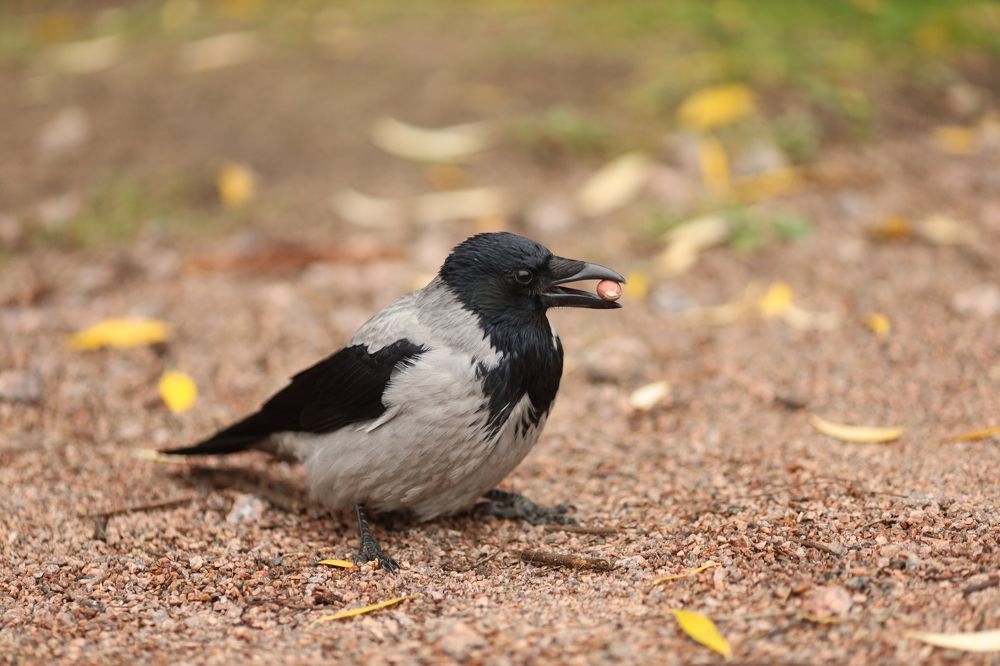 Фотография автора Станислава Гордеева