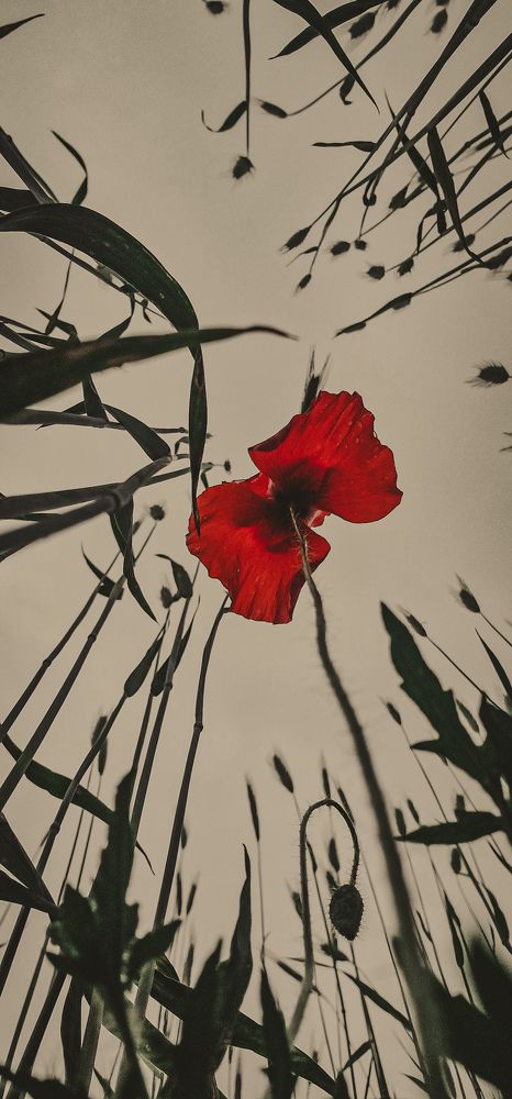 Photograph by Ljudmilla Pavljutsenkova