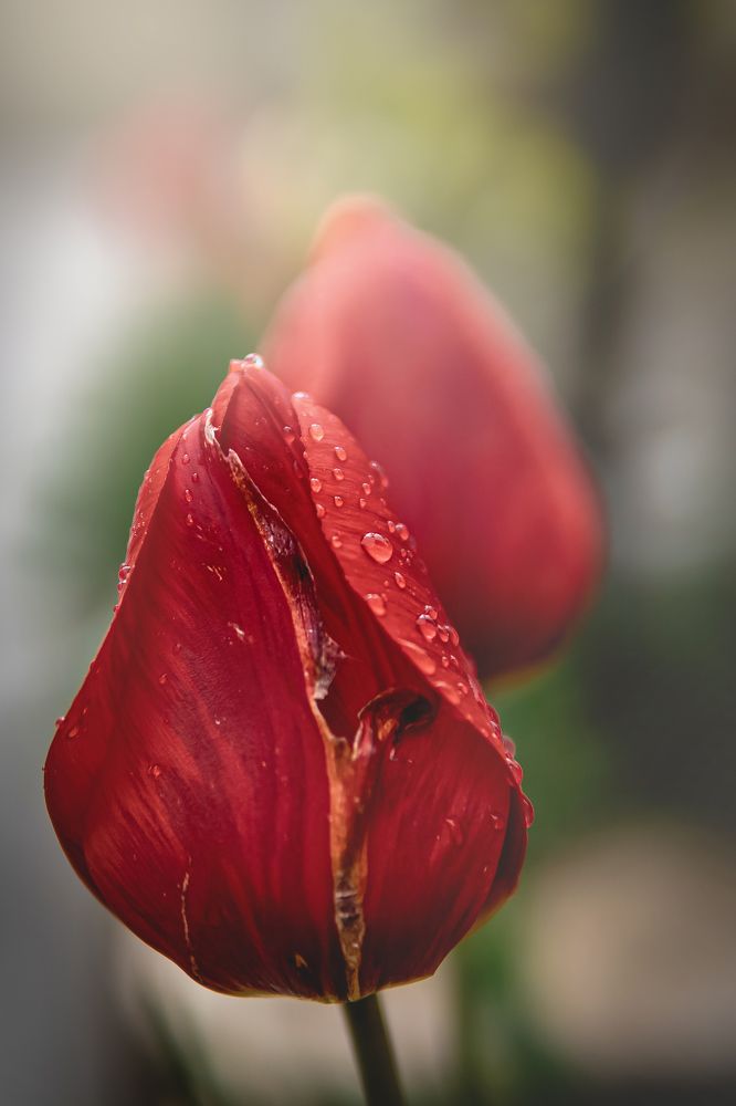 Photograph by Valentina Vasileva