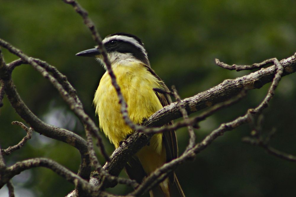 Photograph by Régis Santos