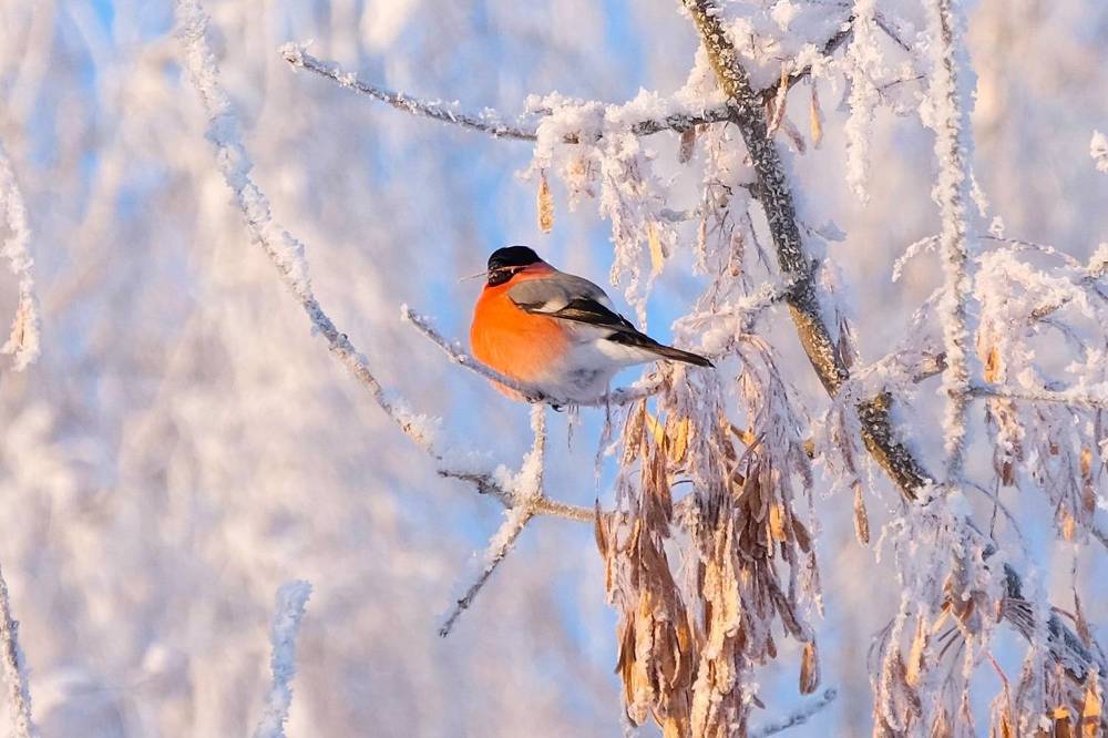 Фотография автора Наталья Липовская