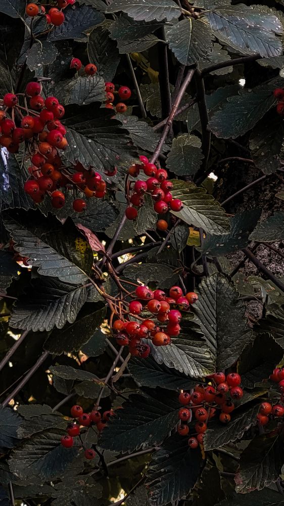 Photograph by Елена