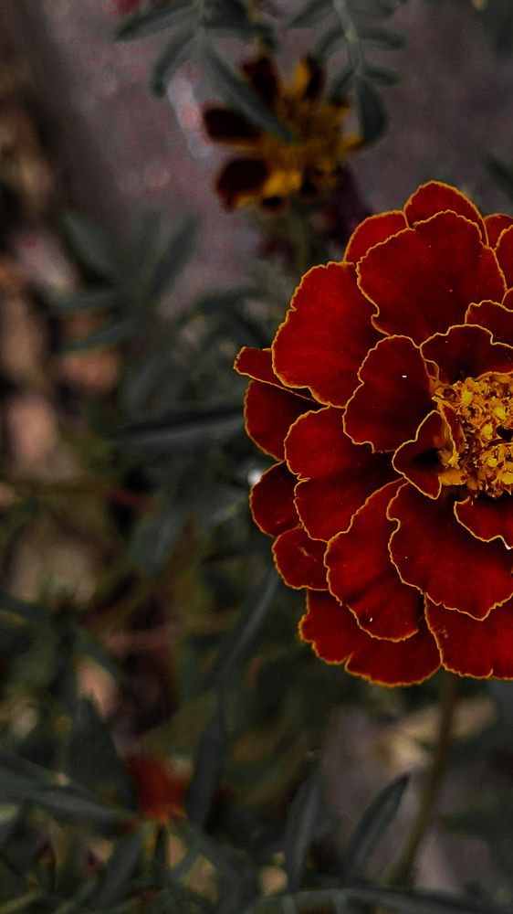 Photograph by Елена