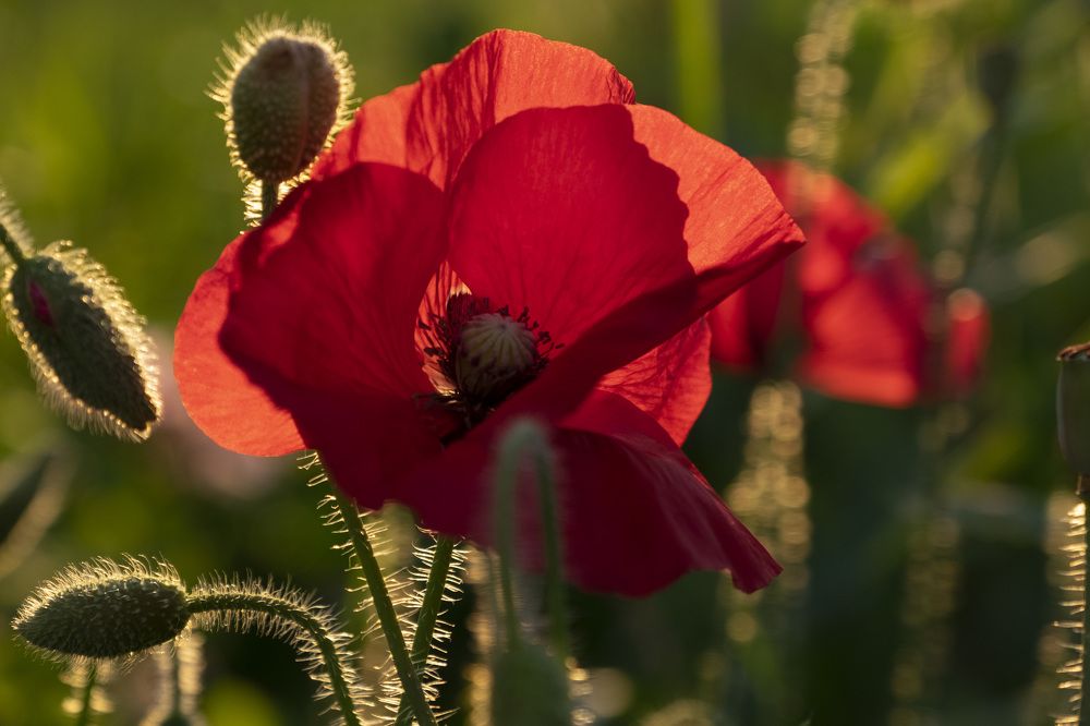 Фотография автора Наталья Липовская