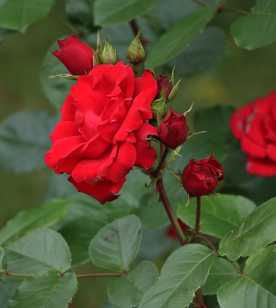 Photograph by Татьяна Февральская