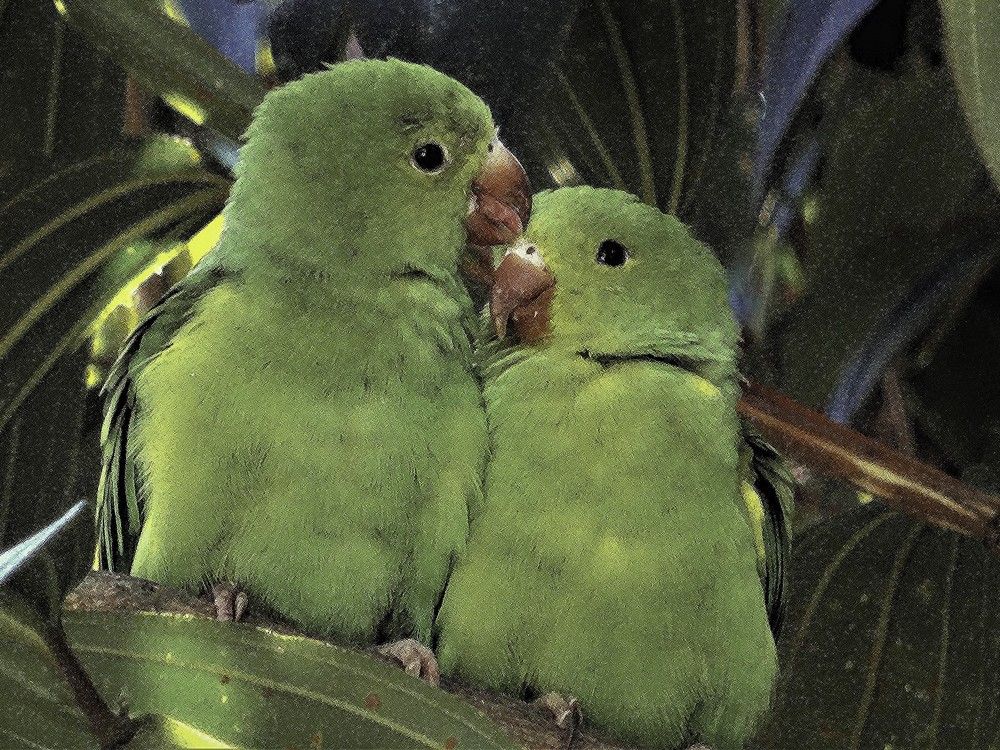 Фотография автора DENISE Monteiro de Lima Demange