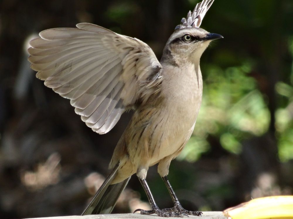 Фотография автора DENISE Monteiro de Lima Demange