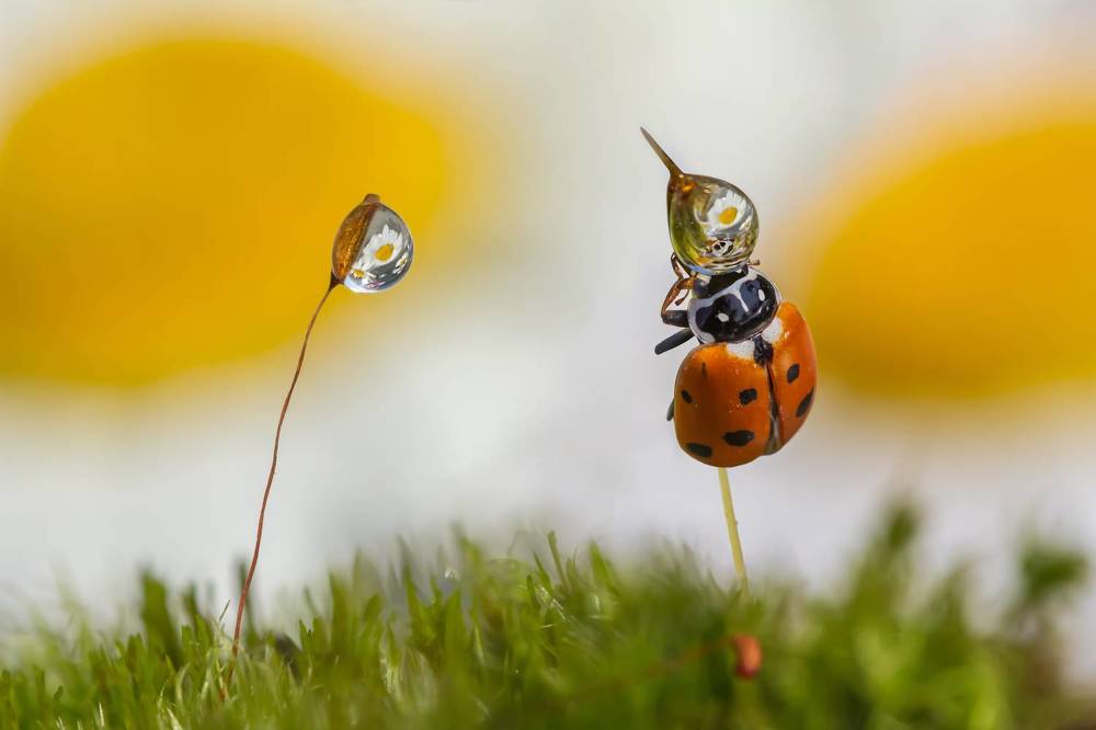 А что внутри?