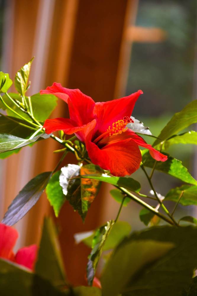 Photograph by Elvira