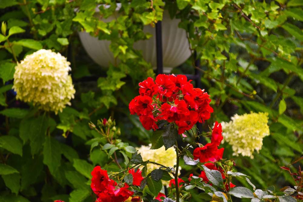 Photograph by Elvira