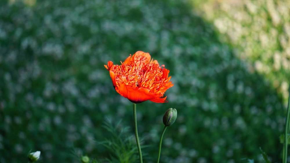 Photograph by Михаил Трусов