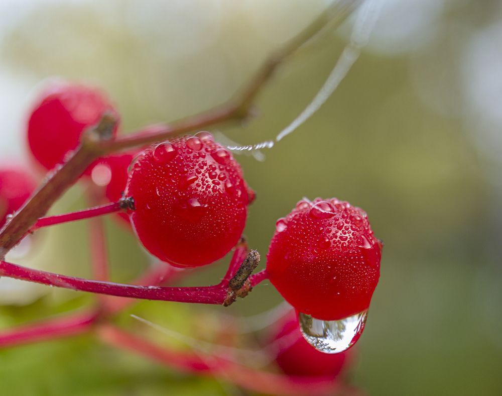 Photograph by Sergey Tsubanov
