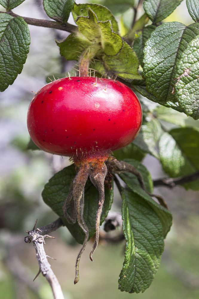 Photograph by Sergey Tsubanov