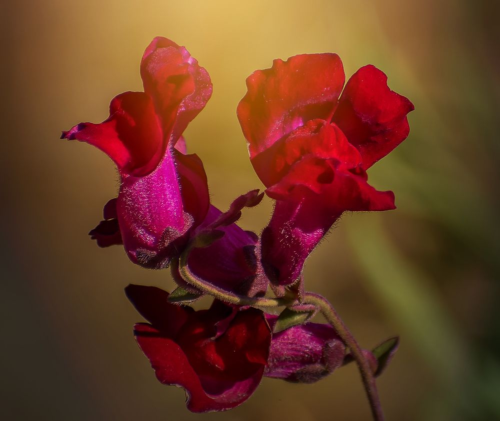 Львиный зев