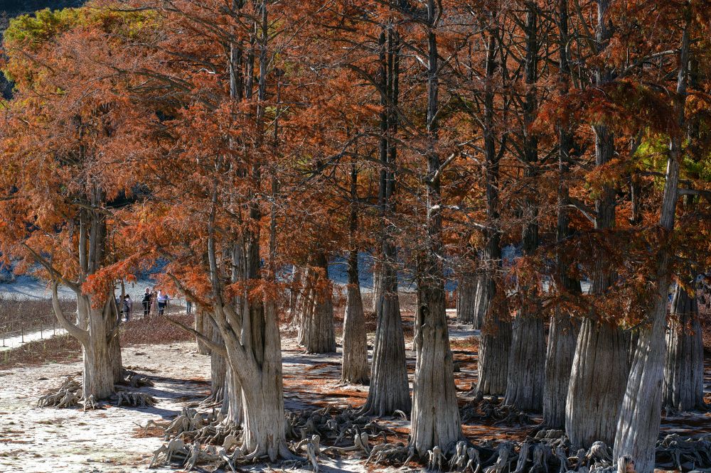 Огненные кипарисы оз. Сукко