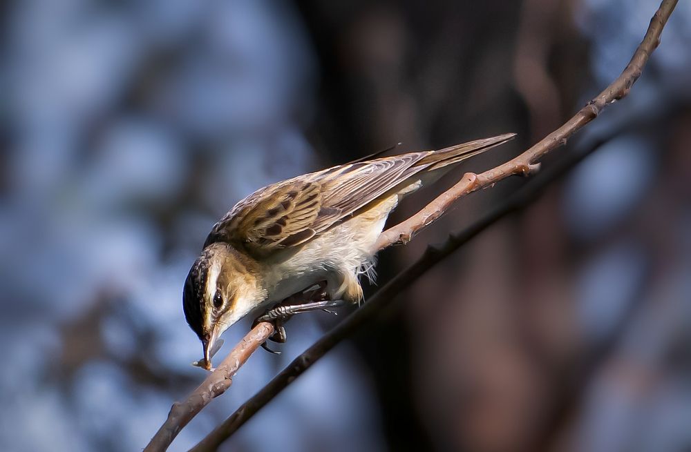 Photograph by Salih Younis