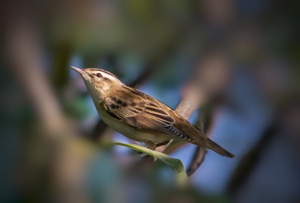 Photograph by Salih Younis