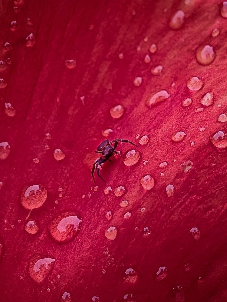 Фотография автора Ramprasad Das