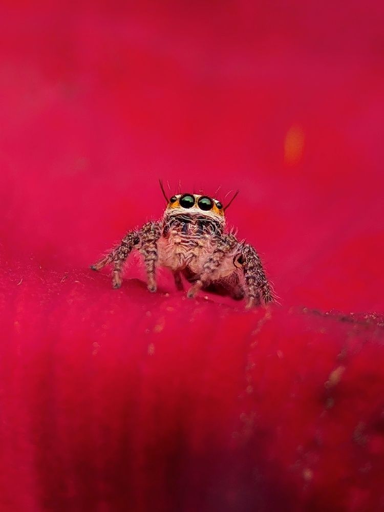 Фотография автора Ramprasad Das